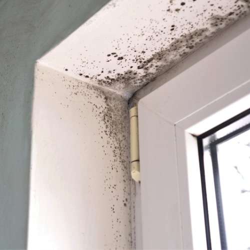 Schimmelbildung am Fenster. Wer zahlt die Entfernung?